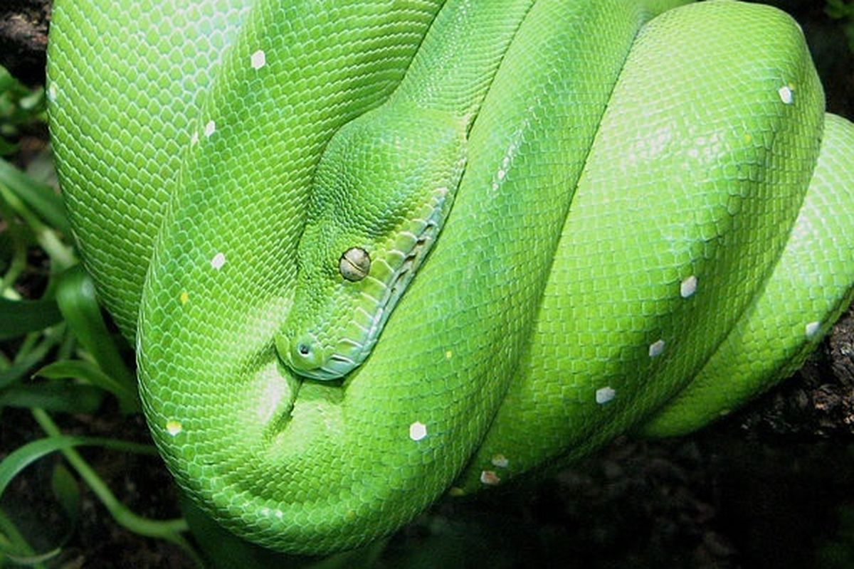 Morelia viridis