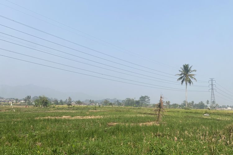 Paceklik Air, 8.925 Hektare Sawah di Kabupaten Sukabumi Alami Kekeringan