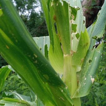 Foto: Hama ulat grayak menyerang tanaman jagung di Kampung Wulokolong, Desa Lamatutu, Kecamatan Tanjung Bunga, Kabupaten Flores Timur, NTT.