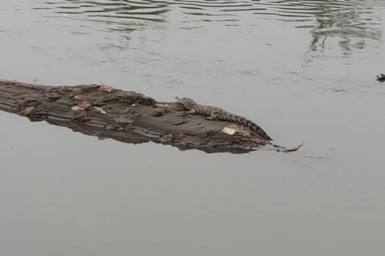 Seekor Buaya terlihat tengah berjemur di gundukan tanah di tengah sungai citarum 