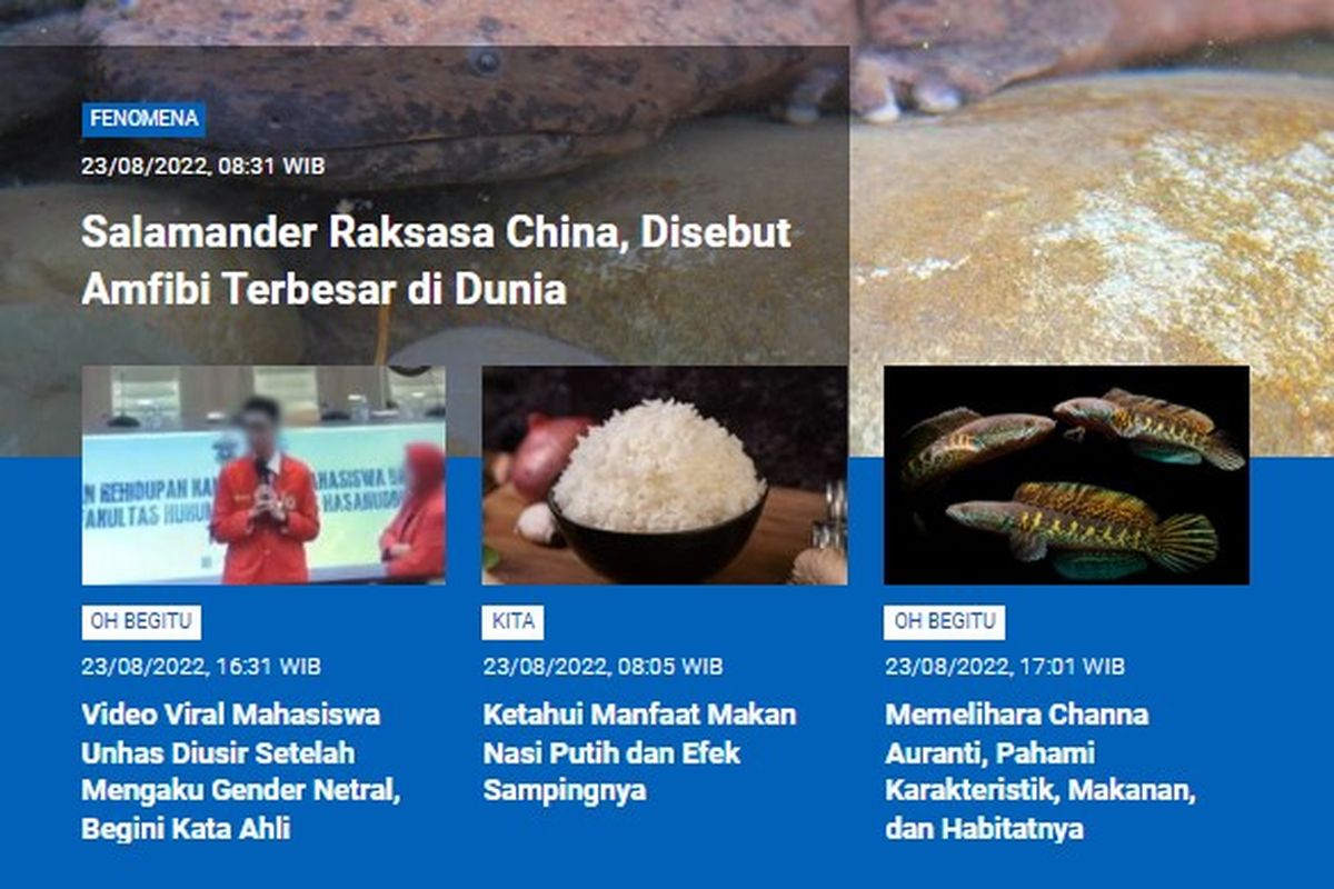 Tangkapan layar berita populer Sains sepanjang Selasa (23/8/2022) hingga Rabu (24/8/2022). Di antaranya, salamander raksasa China, mahasiswa Unhas mengaku gender netral, manfaat makan nasi putih, dan yang perlu diketahui saat memelihara ikan Channa Auranti.