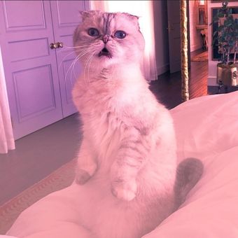 Kucing Scottish fold bernama Olivia benson milik penyanyi Taylor Swift menjadi salah satu hewan peliharaan terkaya di dunia.