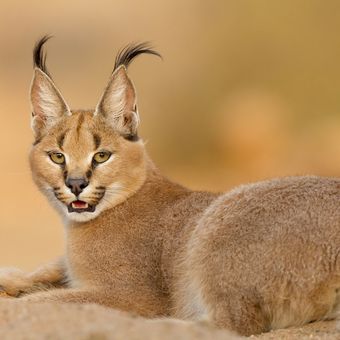 Ilustrasi kucing Caracal betina.