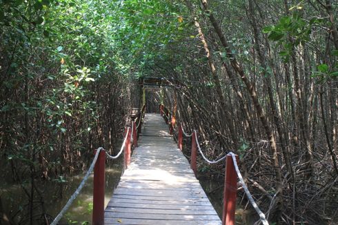 Menikmati Hutan Mangrove di Pantai Dubibir Situbondo, Dulu Gersang Kini Menawan