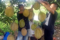 Kamu Suka Durian? Yuk Piyoh di Jalan Elak Aceh