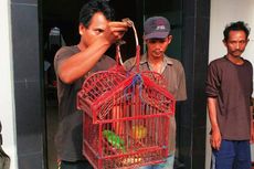 5 Pemburu Burung Kembali Diamankan dari Taman Nasional