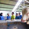 Kisah Pemuda di Banyuwangi Sukses dari Beternak Sapi