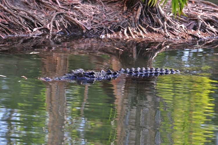 Ilustrasi buaya air asin Australia.