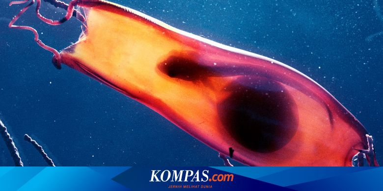 Begini Ternyata Bentuk Telur Hiu