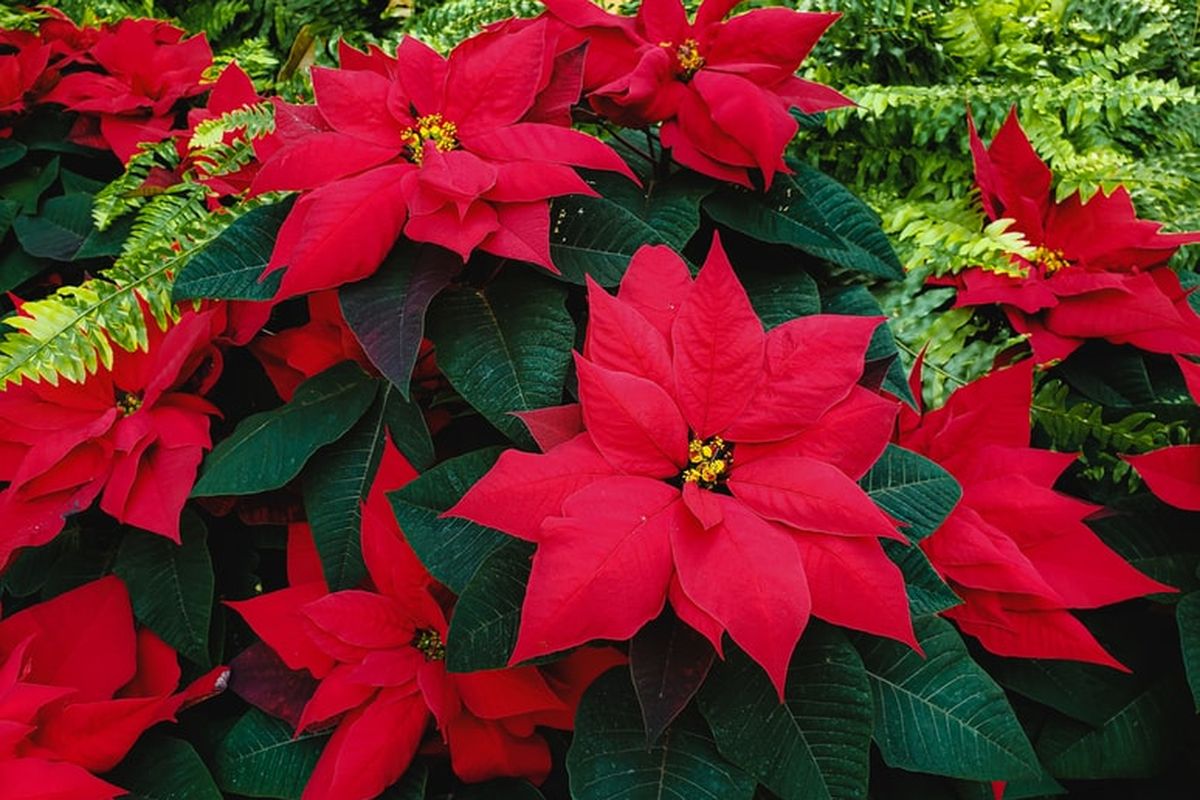 Bisakah Tanaman Poinsettia Tumbuh Di Luar Ruangan? Ini Tips Merawatnya