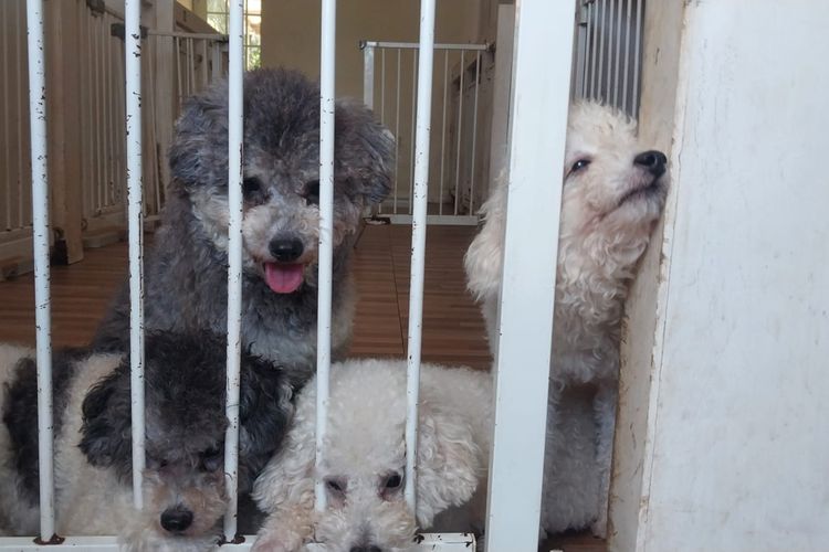 Titip Anabul di Pet Hotel Saat Mudik, Pemilik Bisa Pantau Lewat Video