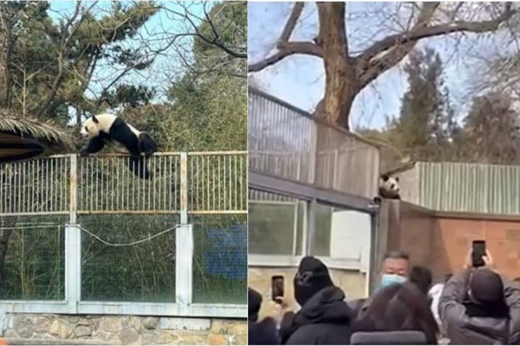Video yang beredar menunjukkan panda raksasa itu ditangkap berdiri di atas pilar setinggi dua meter, setelah memanjat pagar. 
