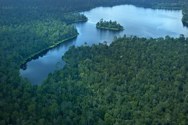 Hutan sebagai paru-paru dunia