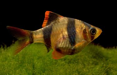 Ikan elang atau tiger fish atau tiger barb fish.