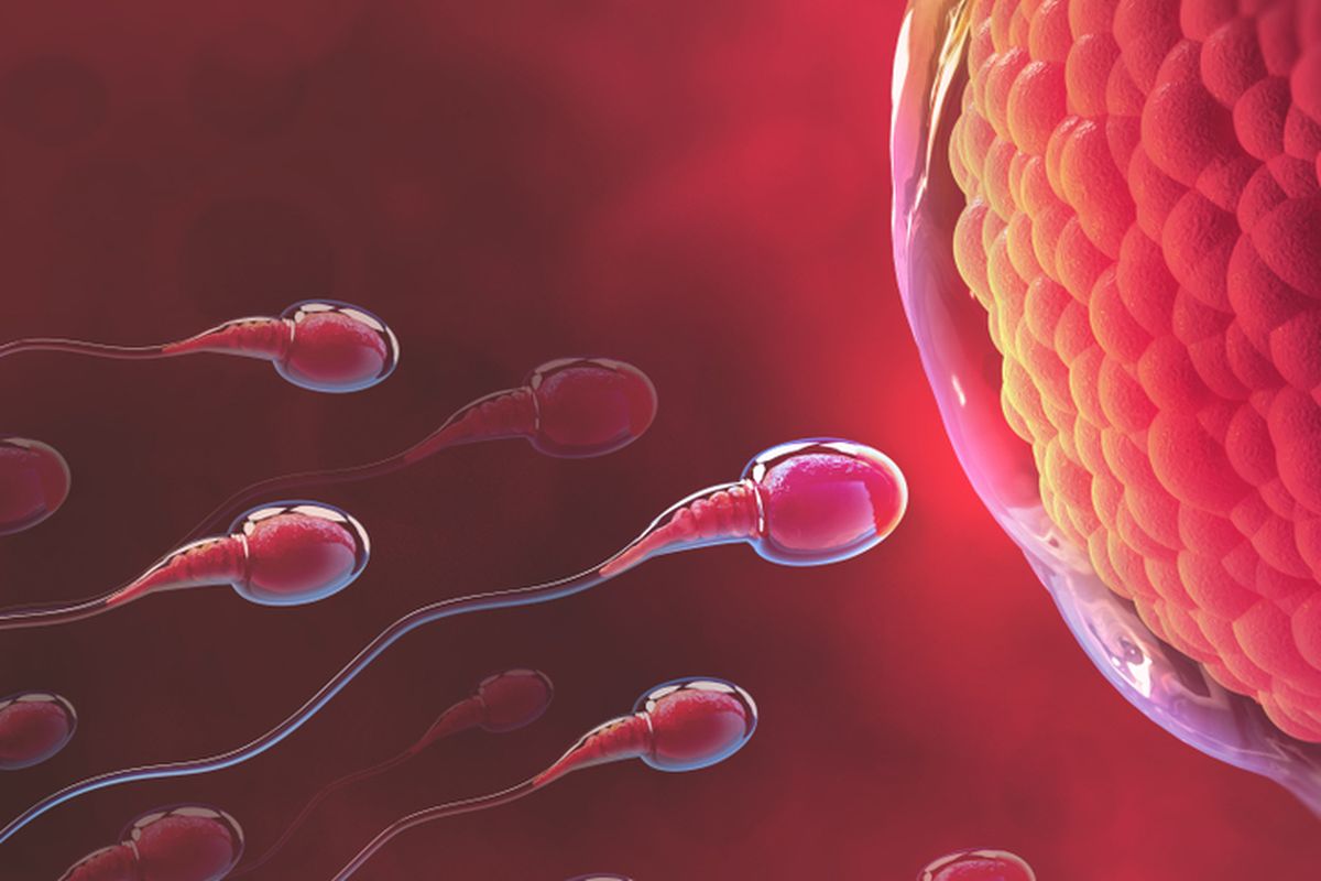 Ilustrasi sperma bergerak menuju ovum, sel telur.