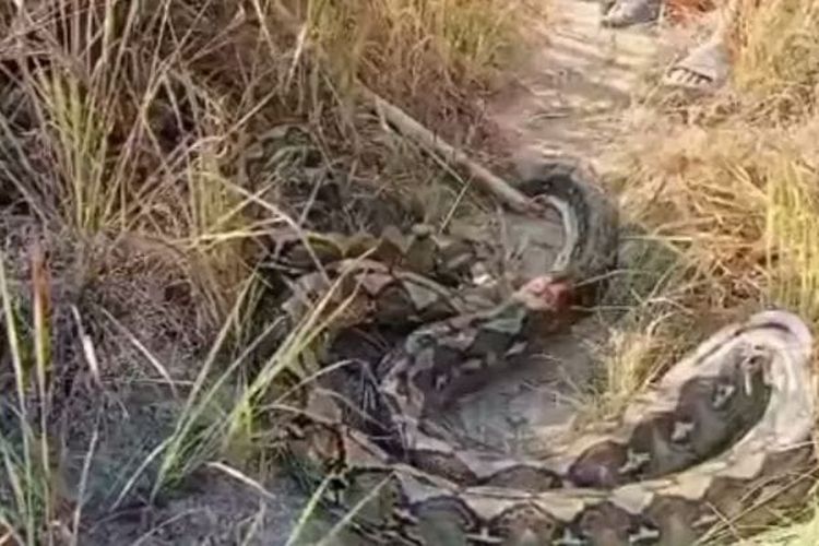 Ular Piton 5 Meter Telan Bulat-bulat Anjing di Mamasa, Berakhir 