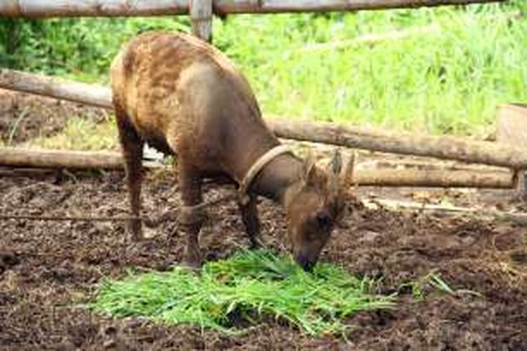 Anoa, merupakan salah satu satwa kunci di Taman Nasional Bogani Nani Wartabone