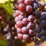 Buah Anggur Merah vs Anggur Hitam, Mana Lebih Unggul?