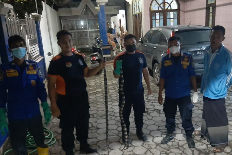 Dua ekor ular weling yang berhasil dievakuasi petugas Damkar Lamongan dari halaman rumah warga di Desa Sidomulyo, Kecamatan Deket, Lamongan, Rabu (20/4/2022).