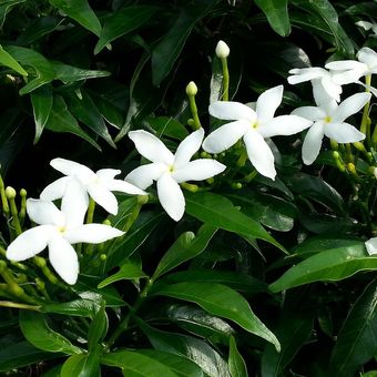 Ilustrasi tanaman bunga star jasmine (Trachelospermum jasminoides). 