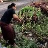 Viral, Aksi Emak-emak di Semarang Tangkap Ular  Sepanjang 3 Meter dengan Tangan Kosong