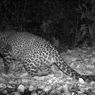 Macan Tutul yang Terekam Kamera di Gunung Sanggabuana Dinilai Kabar Baik