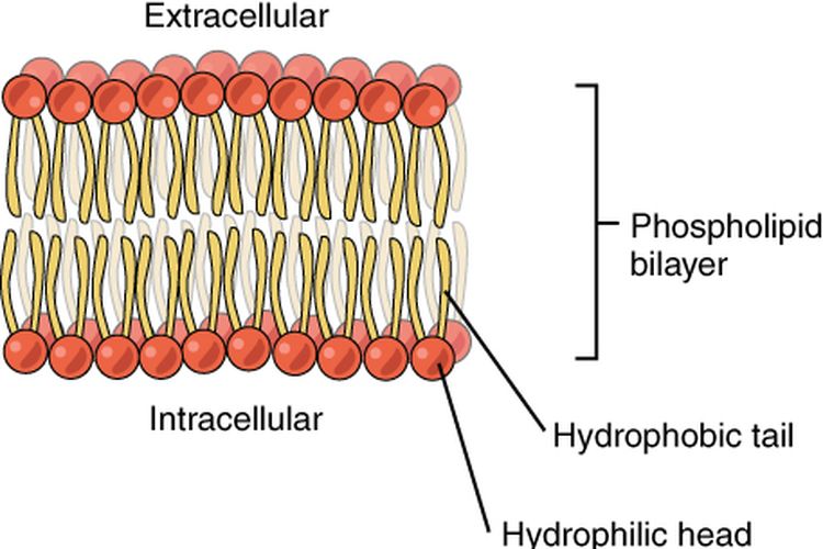 Bilayer fosfolipid dengan satu lapisan kepala yang menghadap ke dalam sel dan satunya lagi menghadap ke luar sel