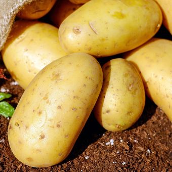 Ilustrasi kentang. 