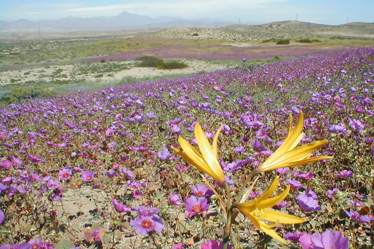 Ilustrasi Gurun Atacama di Chile ditumbuhi bunga-bunga.
