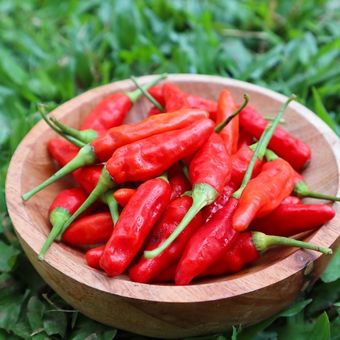 Ilustrasi cabai rawit. Cabai mengandung capsaicin yang bermanfaat bagi metabolisme, gula darah, dan pencernaan jika dikonsumsi secara teratur dan sesuai toleransi tubuh, menurut berbagai penelitian.