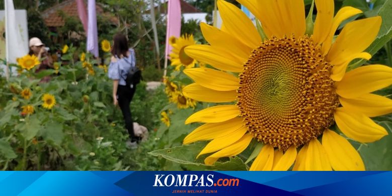 Narmada Botanic Garden Kebun Bunga Matahari Instagenic Di Lombok Halaman All Kompas Com