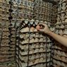 Pemerintah Diminta Prioritaskan Distribusi Daging Ayam dan Telur