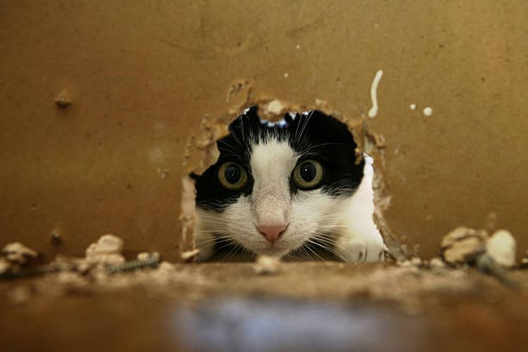 Alasan kucing bisa melewati lubang kecil.