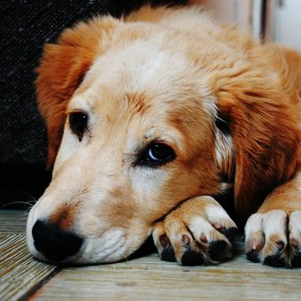 Ilustrasi anjing depresi dan sedih.