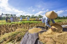 Sejarah Hari Tani Nasional yang Diperingati Setiap 24 September