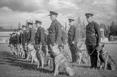 Saat Uni Soviet Mengorbankan Anjing untuk Mengalahkan Tank Jerman