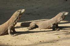 Perhatikan 5 Hal Ini saat Berkunjung ke Taman Nasional Komodo