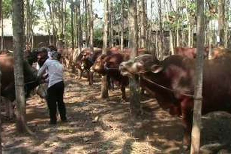 Peternak sapi di Simo, Boyolali, Jawa Tengah 