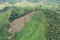 6,2 Juta Hektare Hutan Disalahgunakan untuk Pertambangan