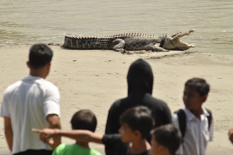 Seekor buaya liar yang terjerat ban bekas sepeda motor berjemur di atas pasir di Sungai Palu, Sulawesi Tengah, Selasa (20/9/2016). Setelah sejumlah upaya yang dilakukan sejak 2016 belum membuahkan hasil, akhirnya buaya terjerat ban di Sungai Palu berhasil diselamatkan Tili, warga Sragen, pada 7 Februari 2022.