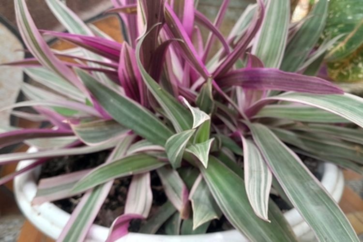 Ilustrasi tanaman hias adam hawa