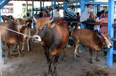 Qurban Animal Trade Thrives Online in Indonesia amid Covid-19 Pandemic
