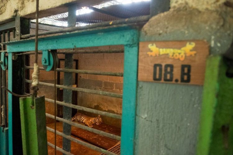 Bulan Depan, Bandung Zoo Akan Dikelola Pengelola Baru