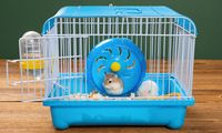 7 Tips Memilih Kandang Hamster yang Tepat