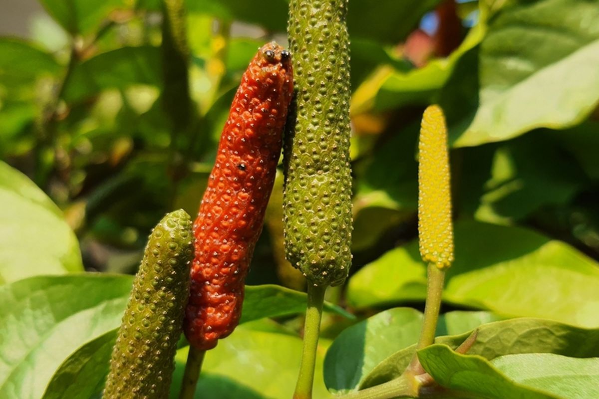 Ilustrasi cabai jawa, tanaman cabai jawa.