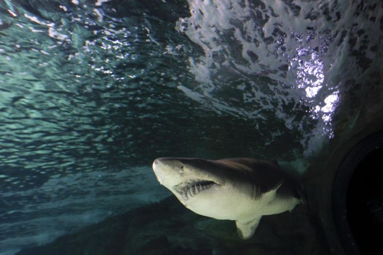 Seekor hiu harimau pasir berenang di dalam tangki Akuarium Kebun Binatang Madrid. Tercatat hanya ada 29 catatan gigitan harimau pasir yang tidak beralasan pada manusia dan tidak ada yang berakhir sekarat. ANDREA COMAS