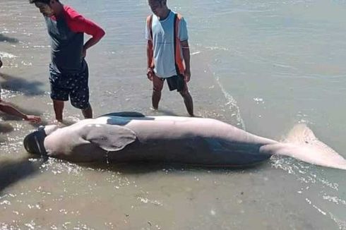 Sempat Ditolong, Dugong yang Mati Terdampar Disembelih dan Dimakan Warga