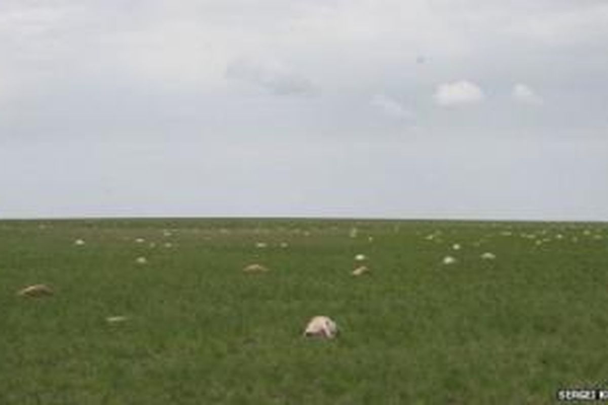 120.000 antelop mati dalam dua minggu di Kazakhstan. Sebabnya hingga kini belum diketahui.