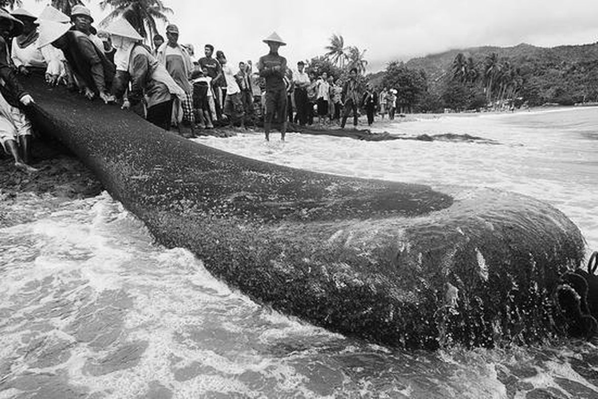 Nelayan di Pantai Prigi, Kecamatan Watulimo, Trenggalek, Jawa Timur, menarik jaring untuk mendapatkan ikan, Selasa (20/12). Sekitar  20 orang menarik jaring sepanjang sekitar 1.000 meter dengan lebar hingga 300 meter tersebut. Waktu menarik jaring tersebut sekitar enam jam.