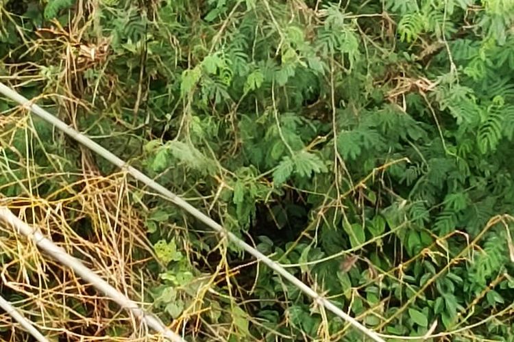 Ular piton sepanjang 4 meter yang nangkring di atas pohon bambu di aliran Sungai Tinil, Desa Panekan, Kecamatan Panekan usai memangsa ayam peliharaan warga. Di musim penghujan Kantor Pemadam Kebakaran Kabuapten Magetan mengalami peningkatan menerima laporan warga. Musim hujan merupakan musim kawin hewan melata tersebut.